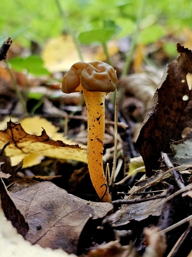 Ochre Jelly Club