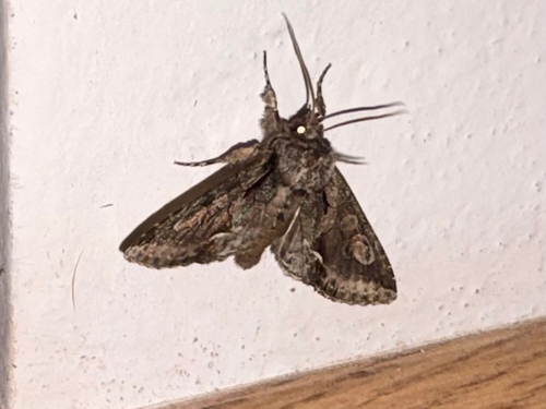 Green-brindled Crescent