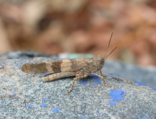 Oedipoda fuscocincta