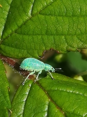 Polydrusus planifrons