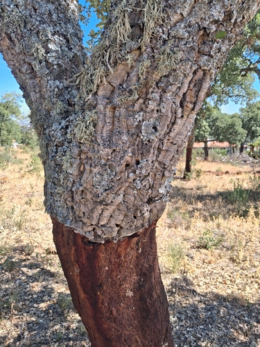 cork oak
