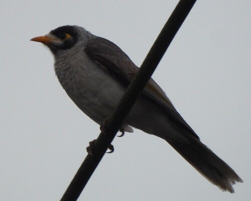 Noisy Miner