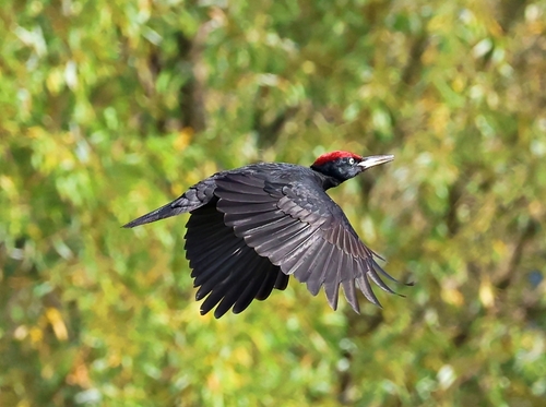 Black Woodpecker
