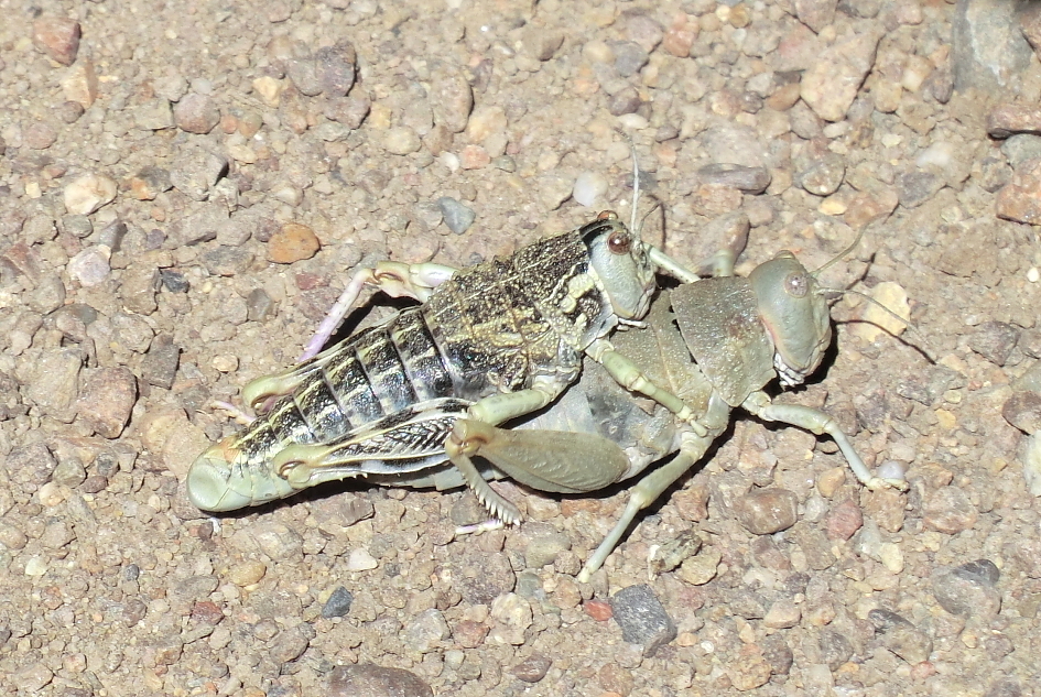Bufonacris claraziana