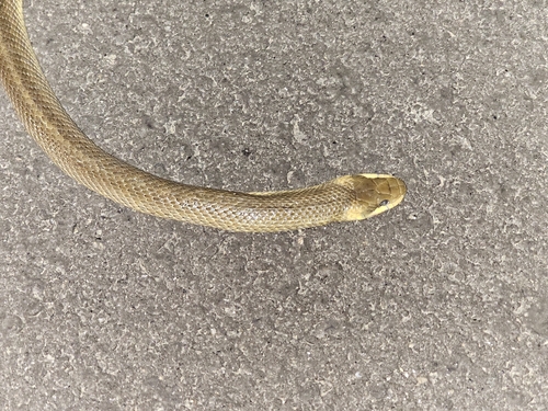 Aesculapian Snake