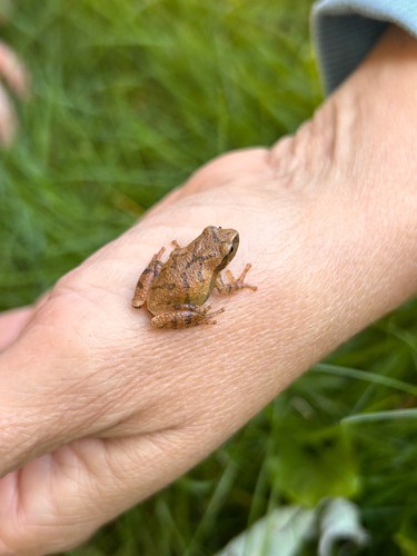 Spring Peeper