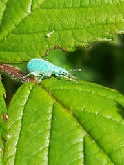 Polydrusus planifrons