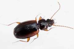 Trechus quadristriatus