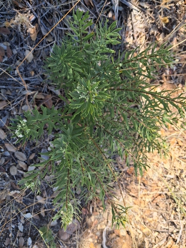 Flax-leaved Daphne