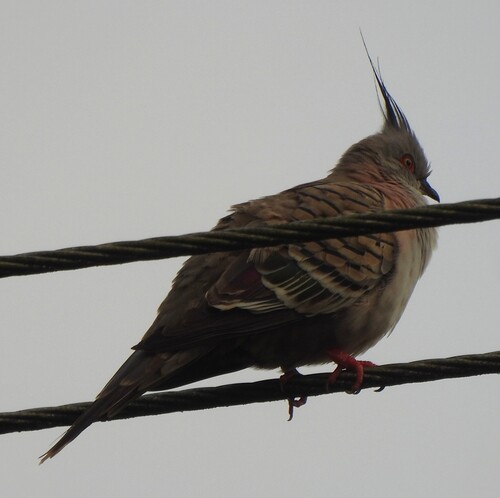 Crested Pigeon