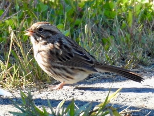 Song Sparrow