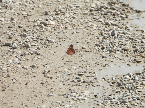 Common Buckeye