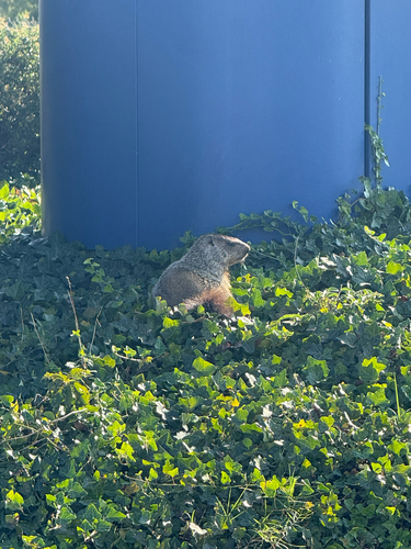 Groundhog
