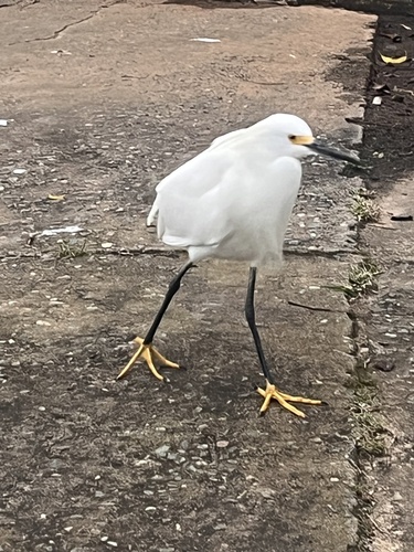 Snowy Egret
