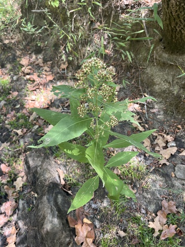 Camphor-weed