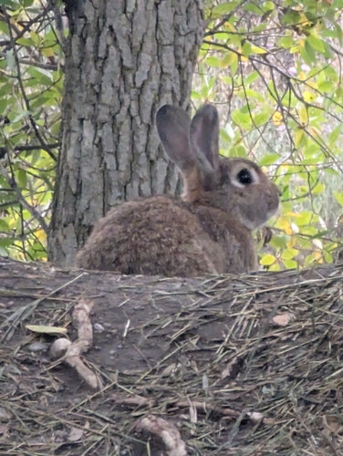 Domestic Rabbit