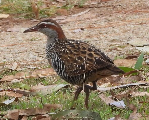 Buff-banded Rail