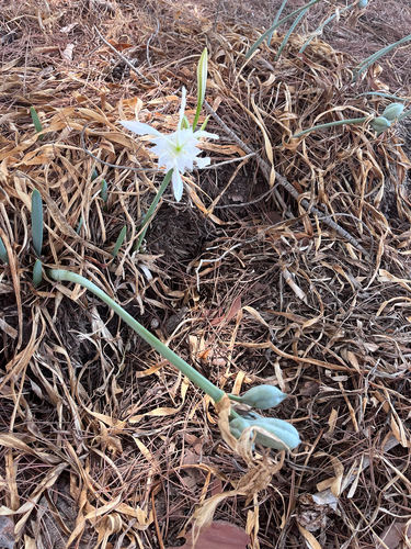 Sea Daffodil