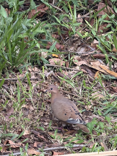 Zenaida Dove