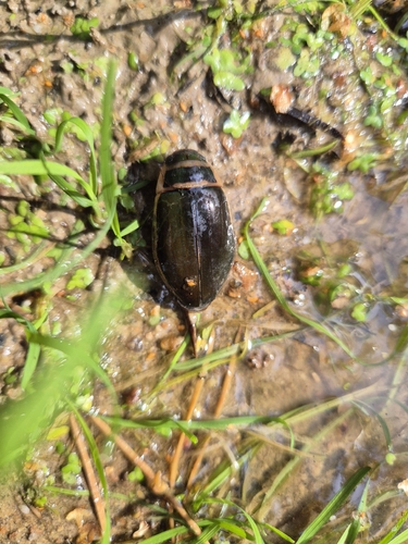Dytiscus marginalis marginalis