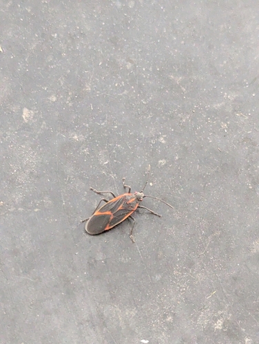 Eastern Boxelder Bug