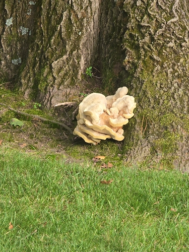 Berkeley's Polypore