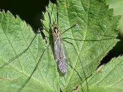 Nephrotoma appendiculata