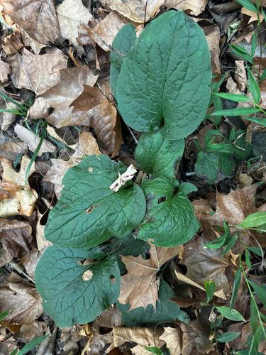Hackelia virginiana, photograph 5
