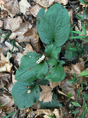 Hackelia virginiana, photograph (c) Chris Stahl, some rights reserved (CC BY)