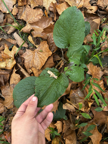 Hackelia virginiana, photograph 6
