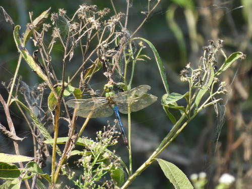 Common Green Darner