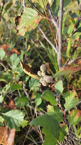 green alder