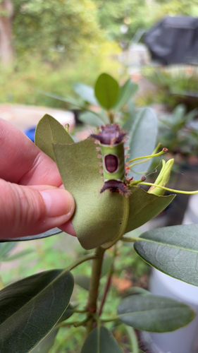 Saddleback Caterpillar Moth