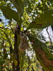 Quercus imbricaria, photograph (c) Chris Stahl, some rights reserved (CC BY)