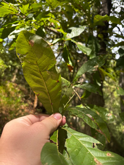 Quercus imbricaria, photograph (c) Chris Stahl, some rights reserved (CC BY)
