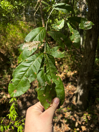 Quercus imbricaria