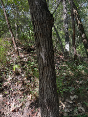 Quercus imbricaria, photograph (c) Chris Stahl, some rights reserved (CC BY)