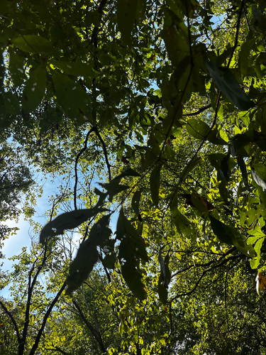 Quercus imbricaria, photograph 5
