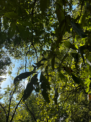 Quercus imbricaria, photograph (c) Chris Stahl, some rights reserved (CC BY)