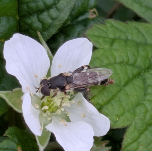 Thick-legged Hover Fly
