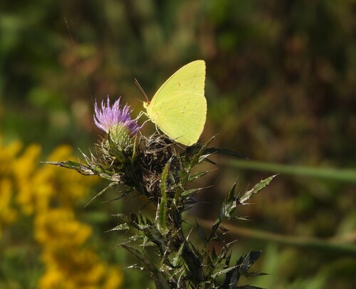 Cloudless Sulphur
