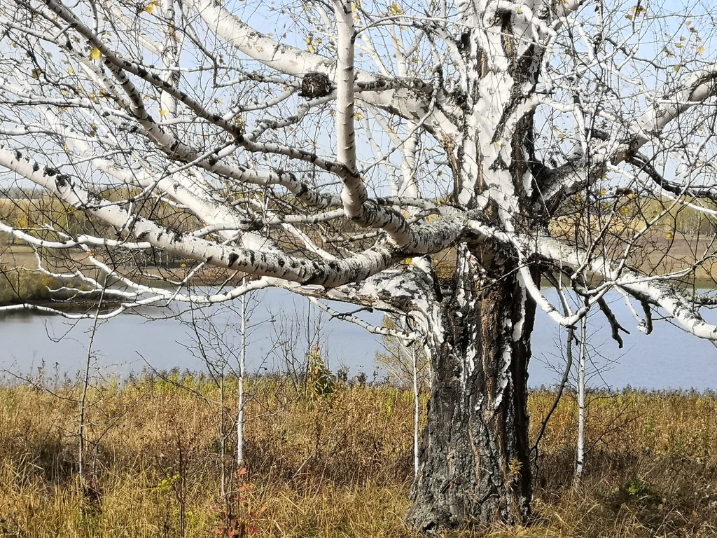 Silver Birch