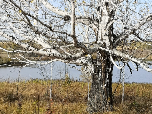 European white birch (Betula pendula)