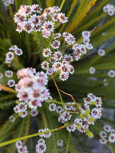 Staavia radiata