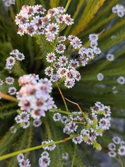 Staavia radiata
