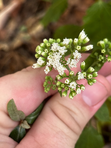 white snakeroot