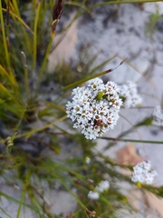 Diosma hirsuta