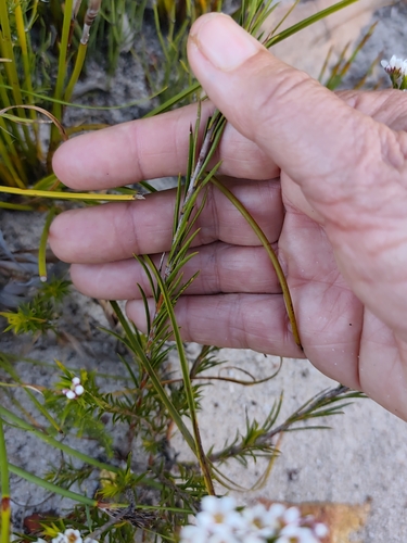 Diosma hirsuta, photograph 2
