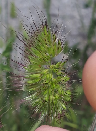 Bristly Dogtail Grass (Low Gap Park) · INaturalist