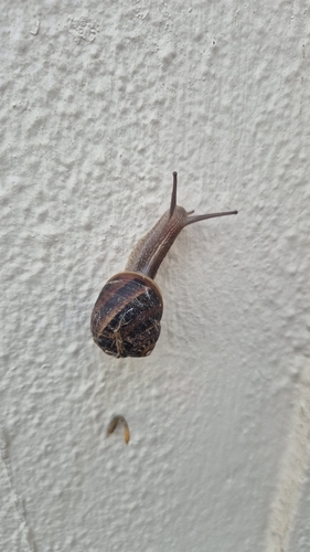 Garden Snail